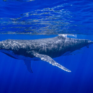 Baleine à bosse nageant juste sous la surface, dos strié de reflets lumineux, Moorea, îles de la Société, Polynésie française