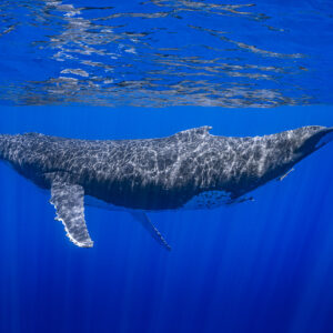 Baleine à bosse croisant sous la surface, pectorale abaissée et reflets lumineux sur le dos, Moorea, îles de la Société, Polynésie française