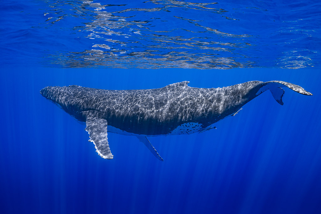 Baleine à bosse croisant sous la surface, pectorale abaissée et reflets lumineux sur le dos, Moorea, îles de la Société, Polynésie française