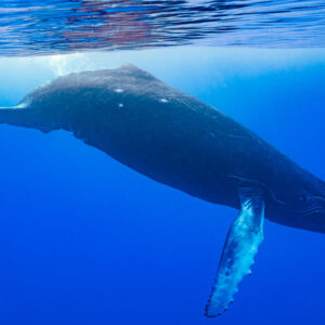 Humpback whale calf diving head-down below the surface, white pectoral fin, Moorea, Society Islands, French Polynesia