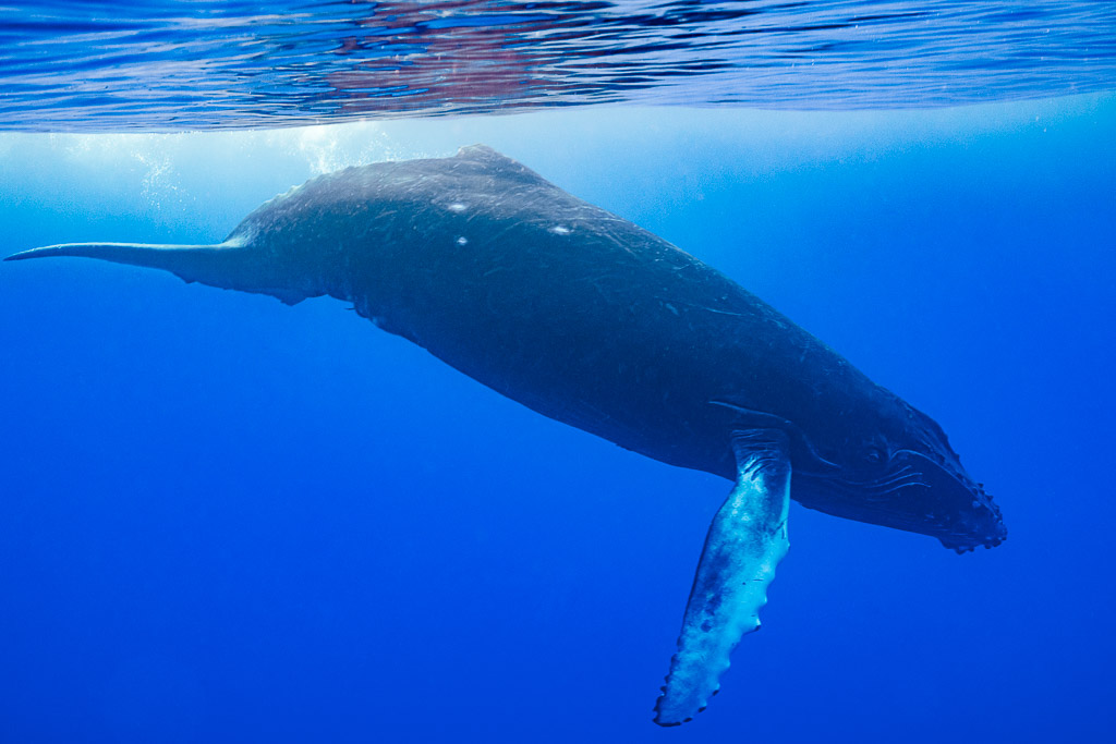 Baleineau de baleine à bosse plongeant tête en bas sous la surface, pectorale blanche, Moorea, îles de la Société, Polynésie française