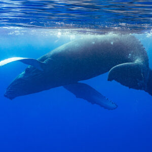 Humpback whale calf rolling below the surface, belly and pectoral fins visible, Moorea, Society Islands, French Polynesia