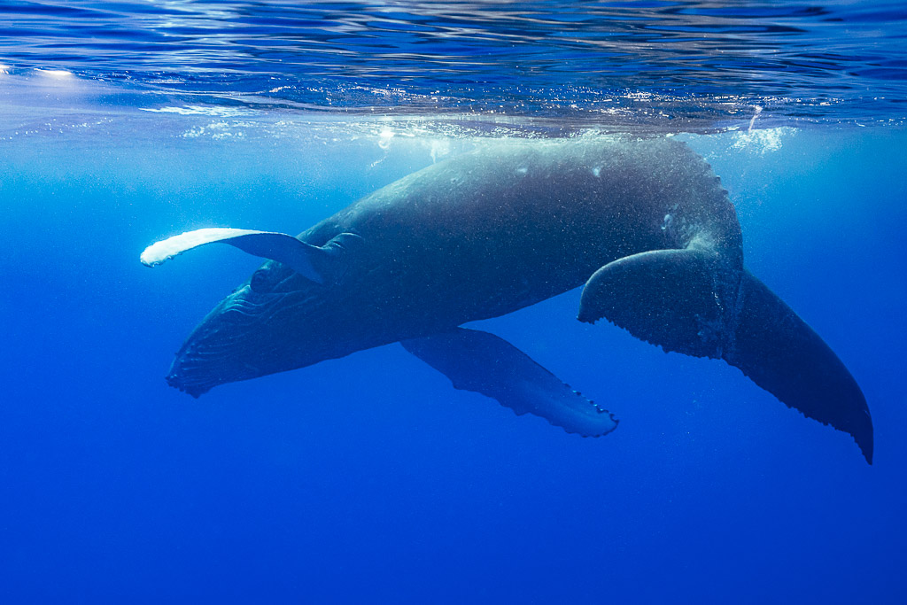 Humpback whale calf rolling below the surface, belly and pectoral fins visible, Moorea, Society Islands, French Polynesia