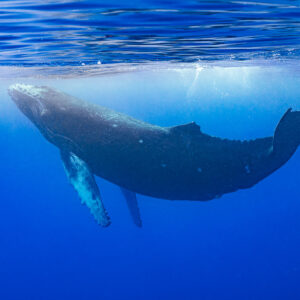 Humpback whale calf arching its tail below the surface in blue water, Moorea, Society Islands, French Polynesia