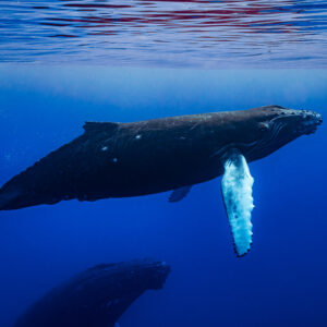 Humpback whale calf swimming below the surface with mother's head visible below, Moorea, Society Islands, French Polynesia