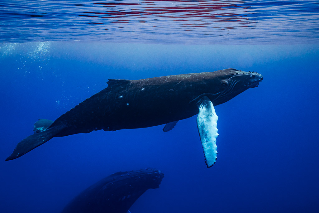 Humpback whale calf swimming below the surface with mother's head visible below, Moorea, Society Islands, French Polynesia
