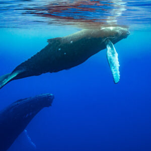 Humpback whale calf near the surface above its mother, white pectoral fin raised, Moorea, Society Islands, French Polynesia