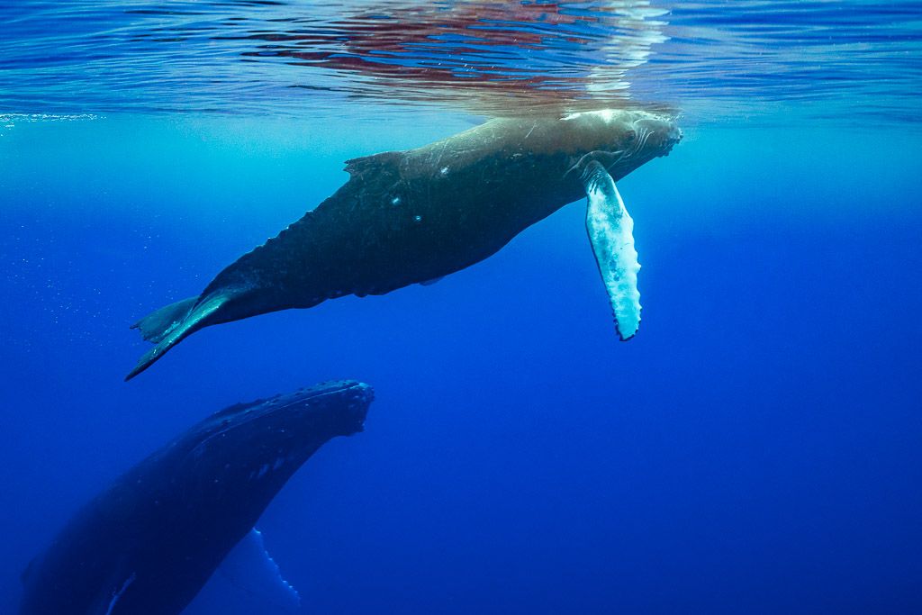 Baleineau de baleine à bosse près de la surface au-dessus de sa mère, pectorale blanche levée, Moorea, îles de la Société, Polynésie française