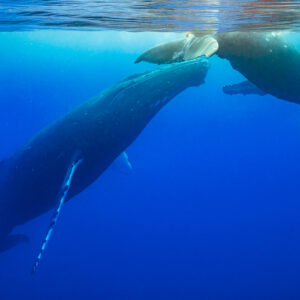 Baleine à bosse mère et baleineau se retrouvant à la surface, têtes rapprochées, Moorea, îles de la Société, Polynésie française