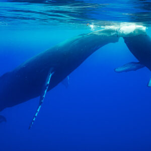 Baleine à bosse mère remontant près de son baleineau à la surface, vue en diagonale, Moorea, îles de la Société, Polynésie française