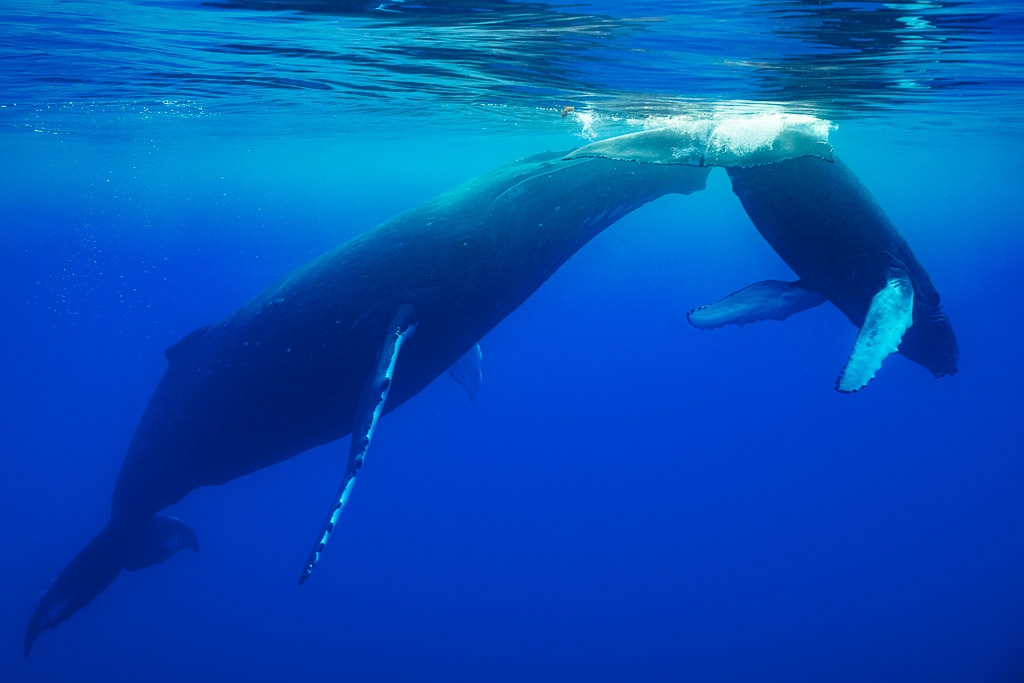 Humpback whale mother rising beside her calf at the surface, diagonal view, Moorea, Society Islands, French Polynesia