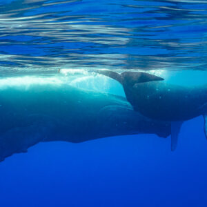 Humpback whale calf resting on its mother's back just below the surface, Moorea, Society Islands, French Polynesia