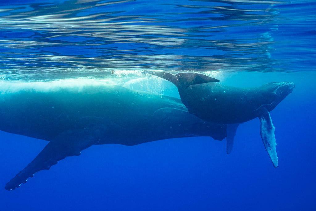 Humpback whale calf resting on its mother's back just below the surface, Moorea, Society Islands, French Polynesia