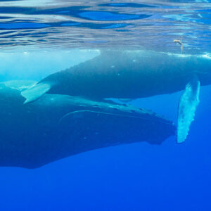 Baleineau de baleine à bosse nageant contre sa mère sous la surface, vue de profil rapprochée, Moorea, îles de la Société, Polynésie française
