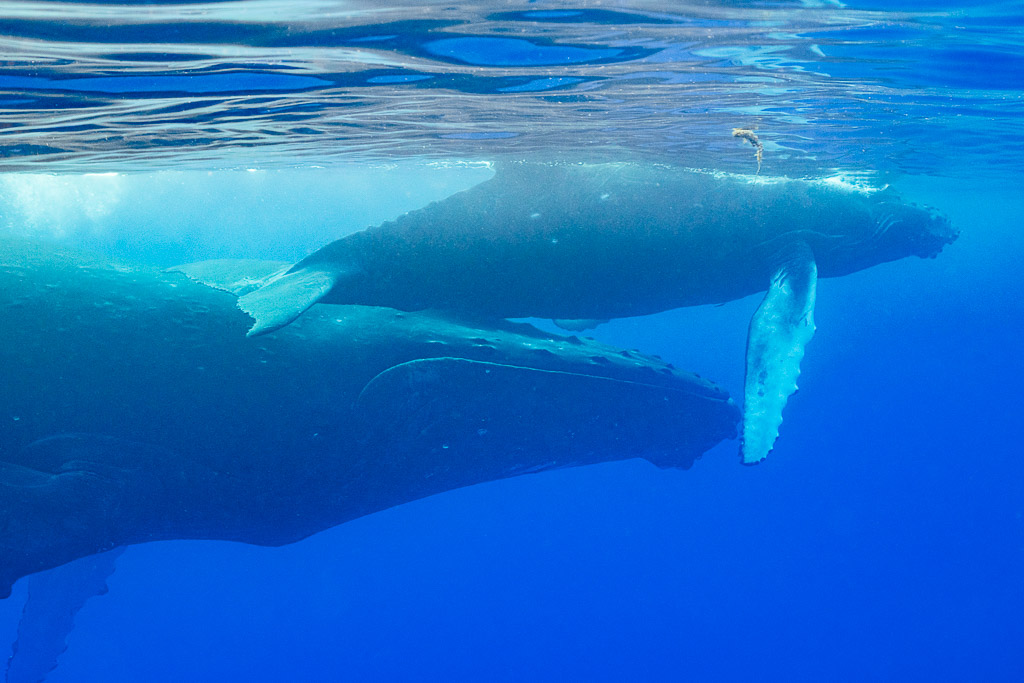 Humpback whale calf swimming alongside its mother under the surface, close side view, Moorea, Society Islands, French Polynesia
