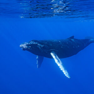 Humpback whale calf swimming toward the camera in blue water, long white pectoral fin, Moorea, Society Islands, French Polynesia