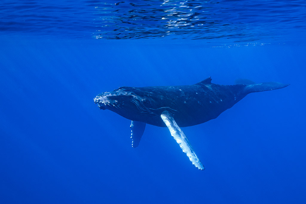 Baleineau de baleine à bosse nageant vers l’objectif dans le bleu, longue pectorale blanche, Moorea, îles de la Société, Polynésie française
