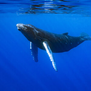 Baleineau de baleine à bosse face à l’objectif tête relevée, pectorales baissées, Moorea, îles de la Société, Polynésie française