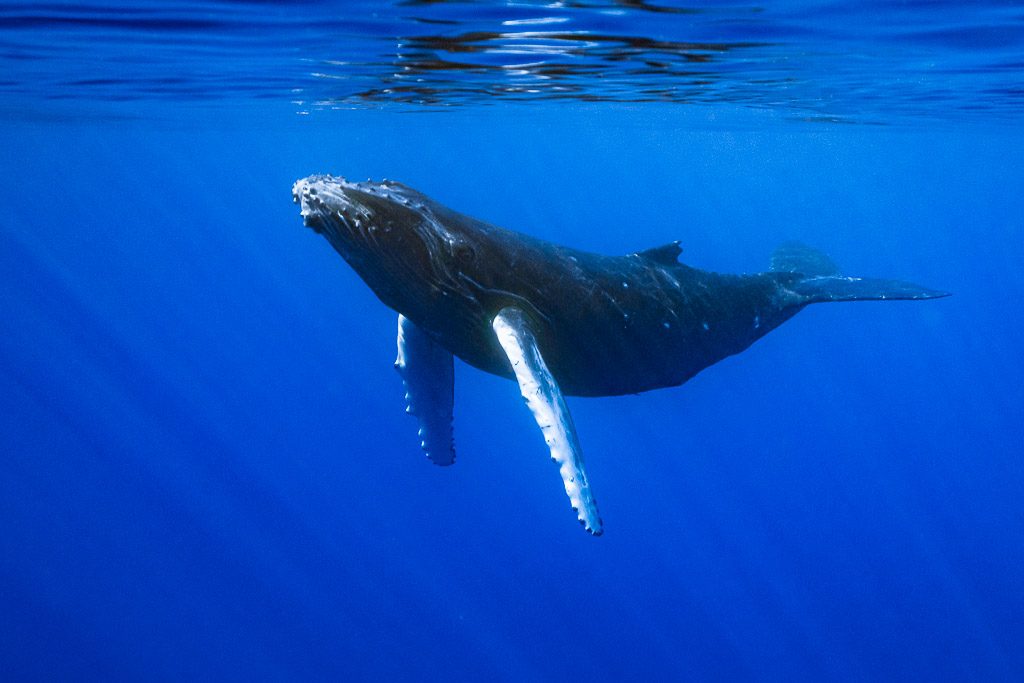 Humpback whale calf facing the camera with head raised, both pectoral fins down, Moorea, Society Islands, French Polynesia