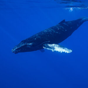 Baleineau de baleine à bosse descendant en diagonale dans le grand bleu, pectorale tendue, Moorea, îles de la Société, Polynésie française