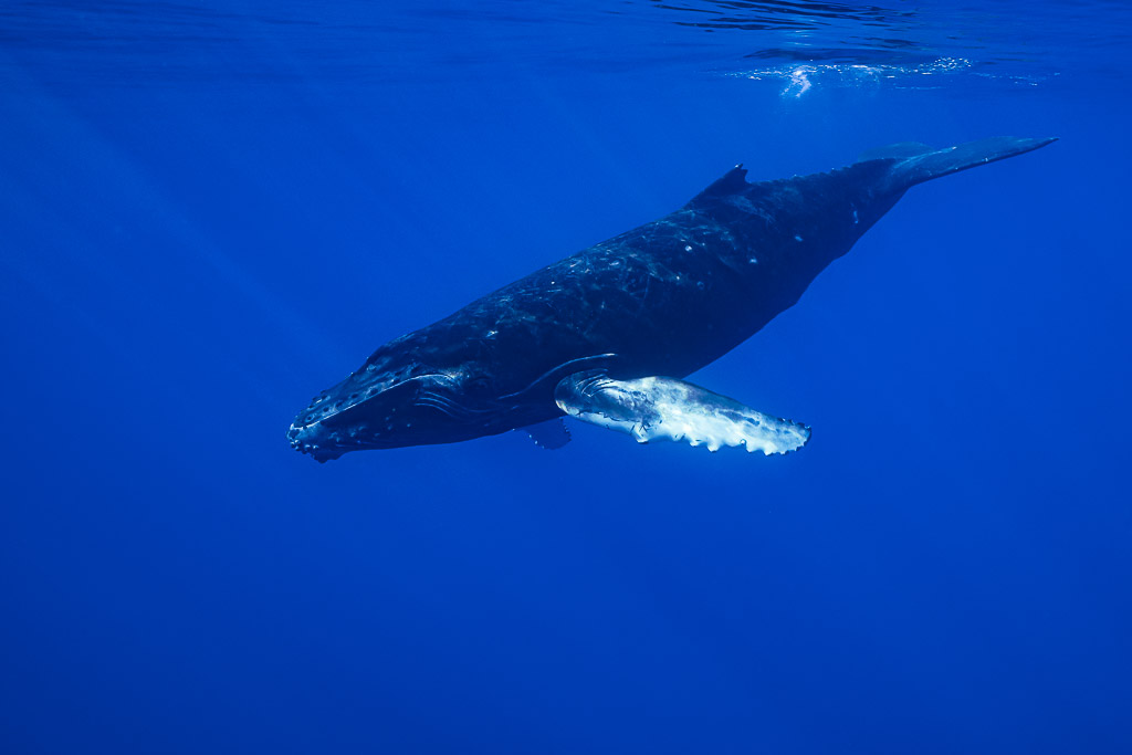 Humpback whale calf descending diagonally in deep blue, pectoral fin extended, Moorea, Society Islands, French Polynesia