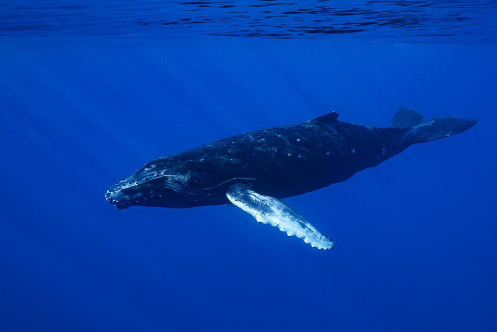 Baleineau de baleine à bosse glissant à l’horizontale dans le bleu, pectorale rabattue, Moorea, îles de la Société, Polynésie française