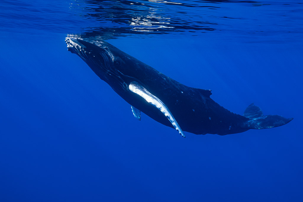 Baleineau de baleine à bosse descendant depuis la surface, pectorale blanche en dessous, Moorea, îles de la Société, Polynésie française