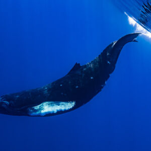 Baleineau de baleine à bosse au corps incurvé, traînées de lumière en haut du cadre, Moorea, îles de la Société, Polynésie française