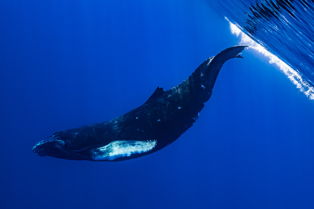 Humpback whale calf curving its body near the edge of the frame, light streaks above, Moorea, Society Islands, French Polynesia