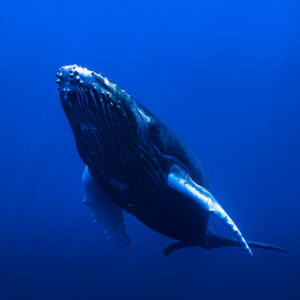 Humpback whale calf swimming head-on toward the camera, throat grooves visible, Moorea, Society Islands, French Polynesia