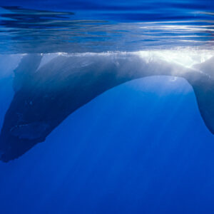 Baleineau de baleine à bosse en surface à contre-jour, queue levée dans l’écume, Moorea, îles de la Société, Polynésie française