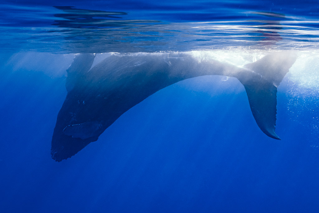 Humpback whale calf at the surface in backlight, tail raised in white water, Moorea, Society Islands, French Polynesia