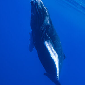 Humpback whale calf rising vertically toward the surface, vertical frame, Moorea, Society Islands, French Polynesia
