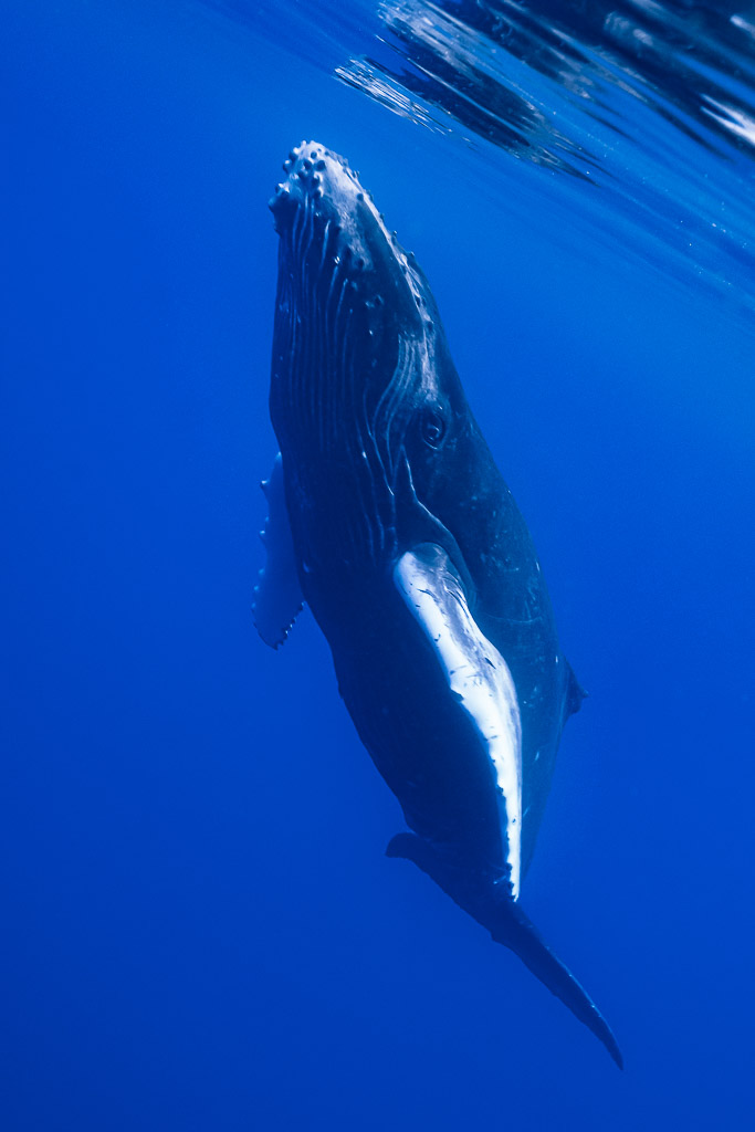 Humpback whale calf rising vertically toward the surface, vertical frame, Moorea, Society Islands, French Polynesia