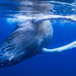 Close-up of humpback whale calf rolling at the surface, throat grooves and long pectoral fins, Moorea, Society Islands, French Polynesia