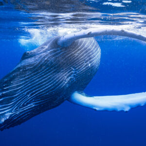 Humpback whale calf belly-up at the surface, ventral grooves and white pectoral fin raised, Moorea, Society Islands, French Polynesia