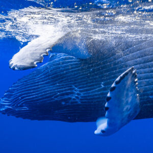 Very close view of humpback whale calf's grooved belly and pectoral fins in surface foam, Moorea, Society Islands, French Polynesia