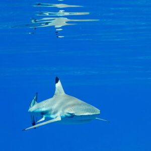 Blacktip reef shark swimming below surface reflections, vertical frame, Society Islands, French Polynesia