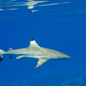 Blacktip reef shark in profile under the surface with light patterns on its flank, Society Islands, French Polynesia