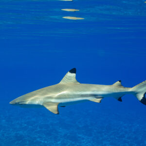 Blacktip reef shark swimming left to right in blue water above a shallow reef, Society Islands, French Polynesia