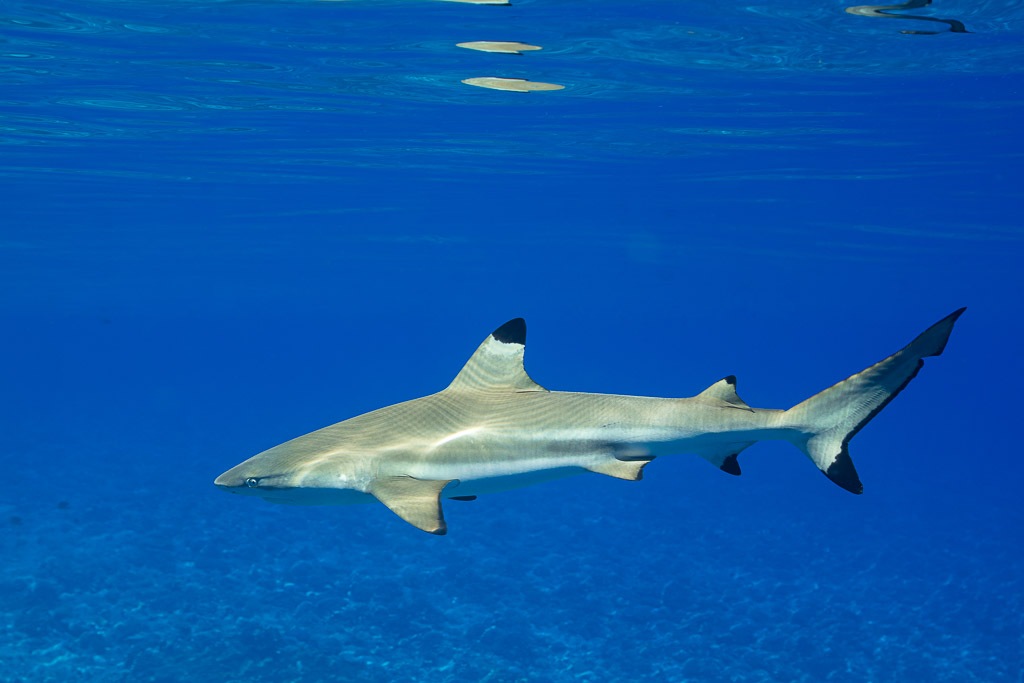 Requin à pointes noires nageant de gauche à droite dans le bleu au-dessus d’un récif peu profond, îles de la Société, Polynésie française