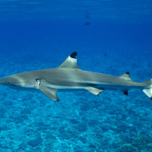 Blacktip reef shark gliding over a turquoise reef flat, side view, Society Islands, French Polynesia