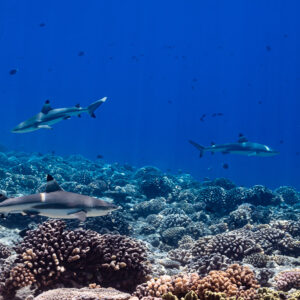 Four blacktip reef sharks patrolling over a coral reef with fish in the background, Society Islands, French Polynesia