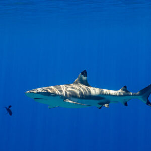 Blacktip reef shark dappled by sunlight in blue water with a small fish, Society Islands, French Polynesia