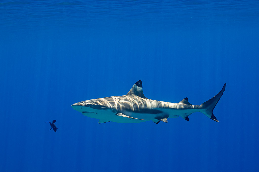 Blacktip reef shark dappled by sunlight in blue water with a small fish, Society Islands, French Polynesia