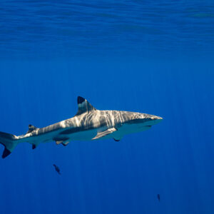 Blacktip reef shark turning in blue water, sunlight streaks on its back, Society Islands, French Polynesia