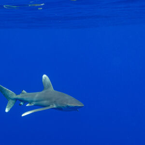 Oceanic whitetip shark swimming in open blue water below the surface, Society Islands, French Polynesia