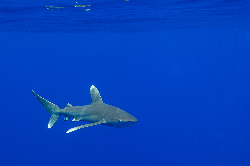 Oceanic whitetip shark swimming in open blue water below the surface, Society Islands, French Polynesia