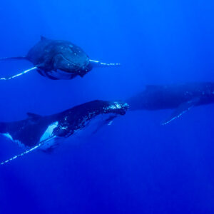 Three humpback whales swimming together in deep blue, one facing the camera, Moorea, Society Islands, French Polynesia