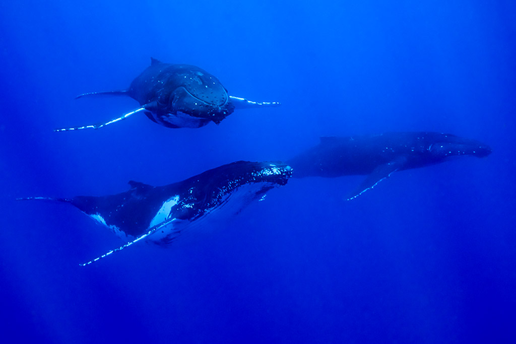 Three humpback whales swimming together in deep blue, one facing the camera, Moorea, Society Islands, French Polynesia
